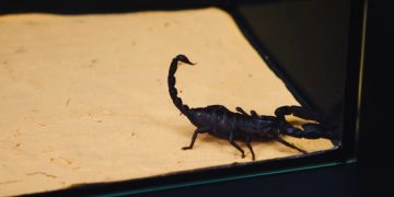 Пассажир пытался вывезти 200 скорпионов из Шри-Ланки