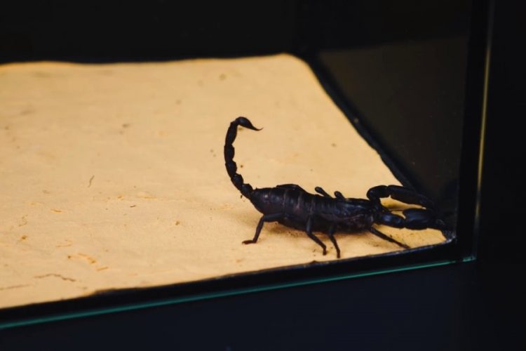 Пассажир пытался вывезти 200 скорпионов из Шри-Ланки