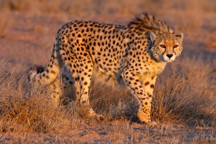 новость 03-02-2020 В национальные парки Индии вновь завезут гепардов