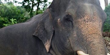 Слониха умерла от приступа, когда везла туристов в Ангкор-Ват