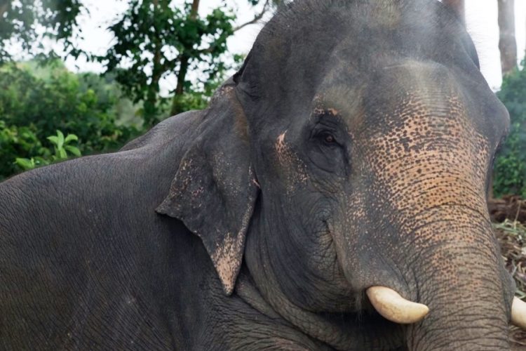 Слониха умерла от приступа, когда везла туристов в Ангкор-Ват