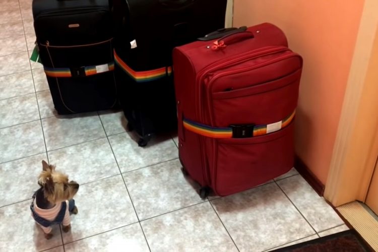 Авиапассажирам могут разрешить возить животных в соседнем кресле