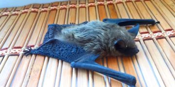 Летучие мыши стали причиной паники на пляже Газипаша в Анталии