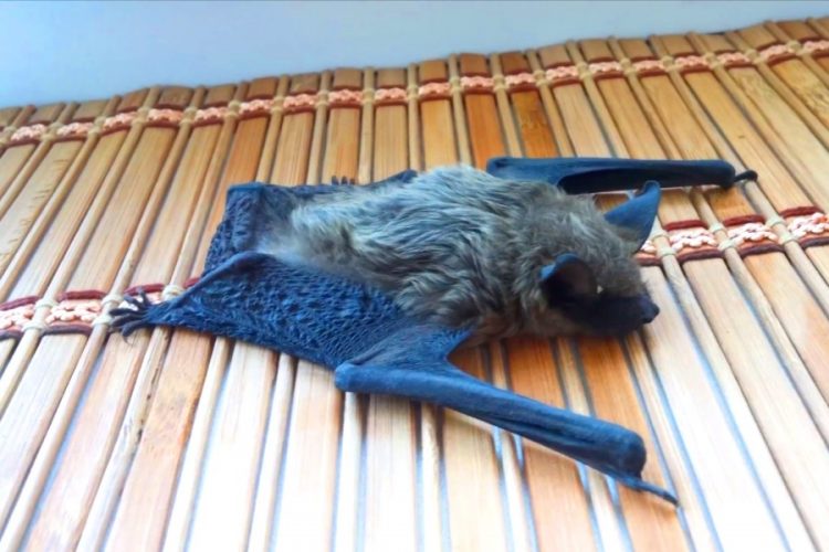 Летучие мыши стали причиной паники на пляже Газипаша в Анталии