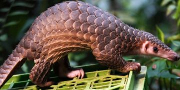Ученые нашли промежуточного хозяина коронавируса