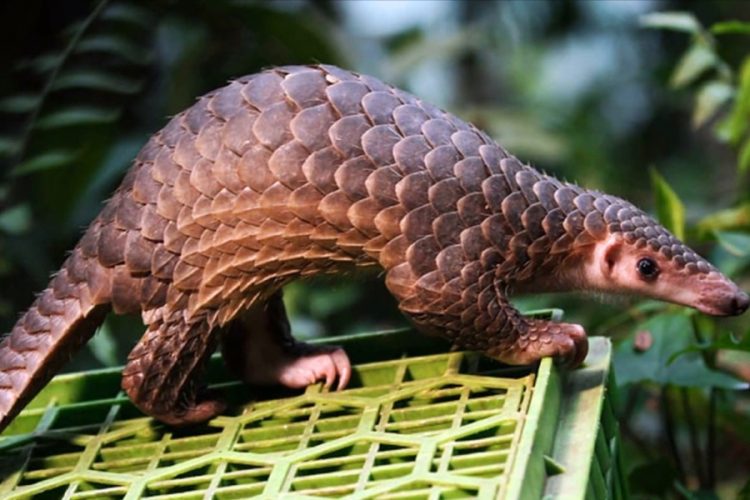 Ученые нашли промежуточного хозяина коронавируса