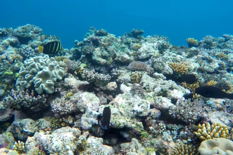 Австралия изменила визовый режим для волонтеров