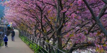 Фестивали сакуры отменили в Накамегуро (Япония)