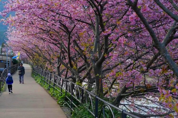 Фестивали сакуры отменили в Накамегуро (Япония)