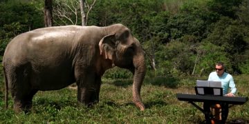 Туристы пострадали от атаки слона на Шри-Ланке