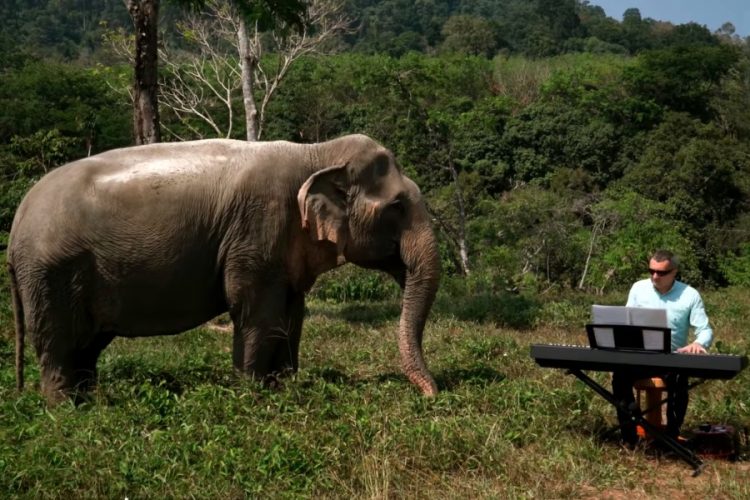 Туристы пострадали от атаки слона на Шри-Ланке