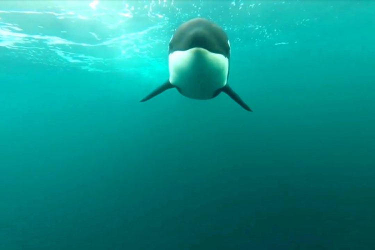 На пляже Хургады нашли тело касатки