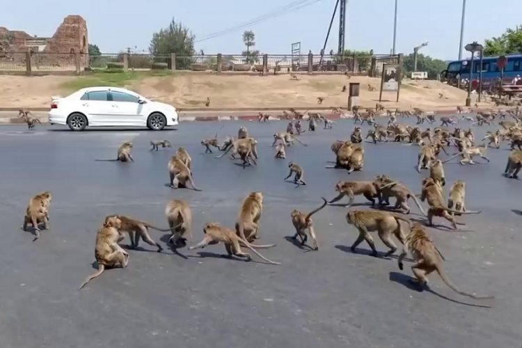 новость 14-03-2020 Массовая драка обезьян подчеркивает влияние коронавируса на туризм Таиланда