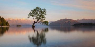 новость 20-03-2020 Самое знаменитое дерево Новой Зеландии пострадало от вандалов