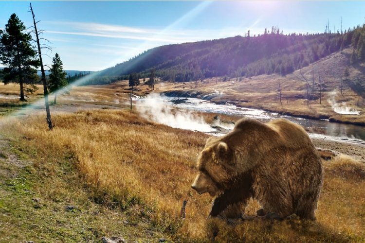 новость 11-03-2020 Медведи гризли проснулись в Йеллоустоунском национальном парке