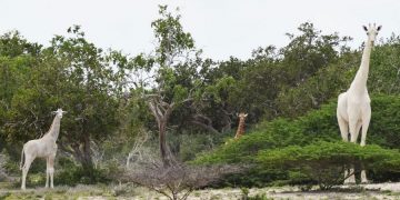 новость13-03-2020 В Кении браконьеры убили редких белых жирафов