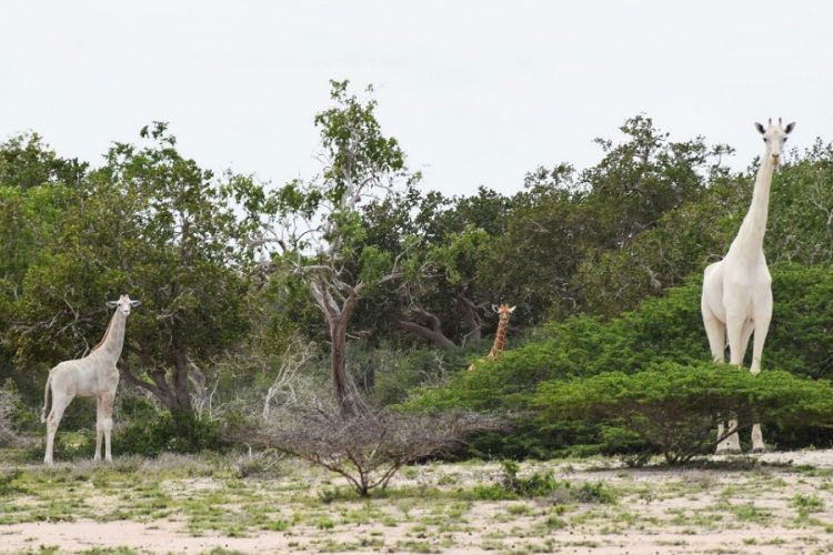 новость13-03-2020 В Кении браконьеры убили редких белых жирафов