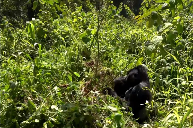 Горная горилла также может умереть от COVID-19