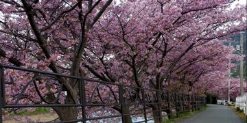 Фестивали цветения сакуры в Японии отменили