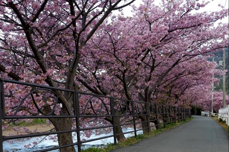 Фестивали цветения сакуры в Японии отменили