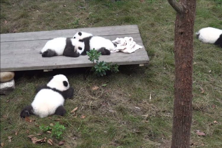 Пекинский зоопарк показывает дезинфекцию в онлайн режиме