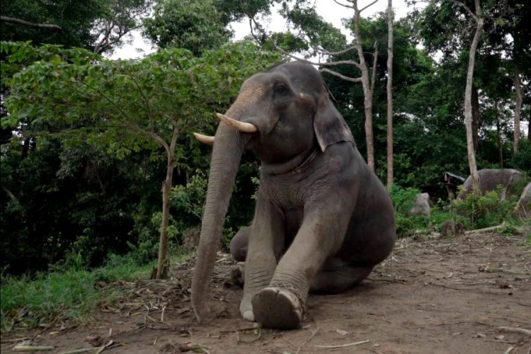 Свершилось: парк в Таиланде отказывается от эксплуатации слонов