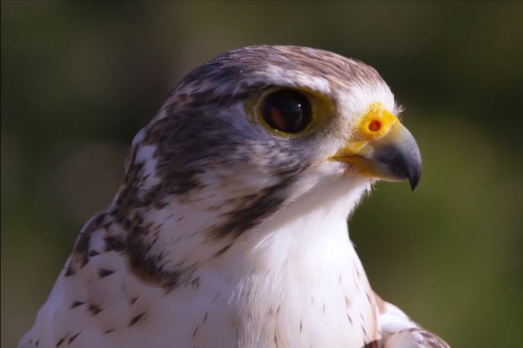 В Пакистане убьют всех птиц, которые залетят на ВПП