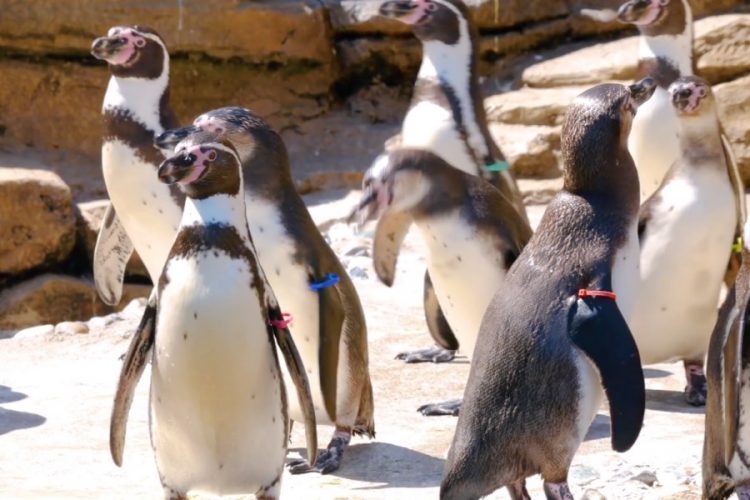 В зоопарке Газиантепа рассказали, как защищают животных от коронавируса