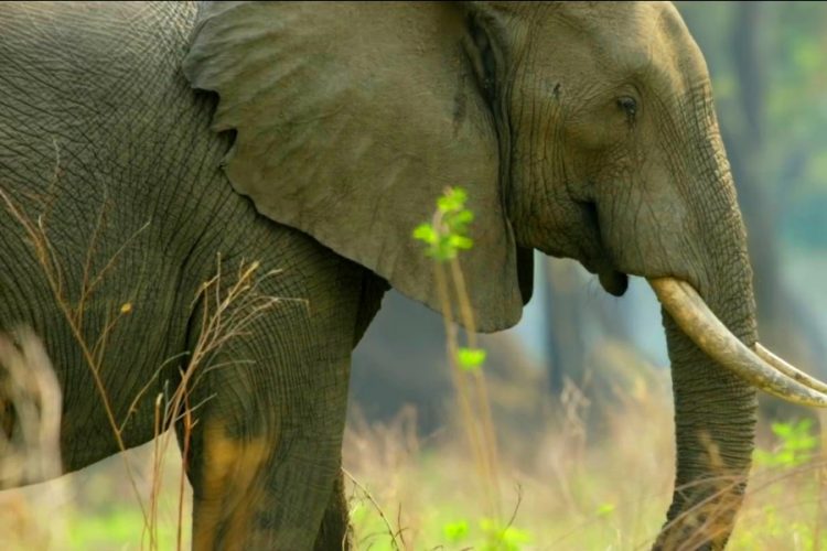 Слоны могут умереть голодной смертью в Таиланде