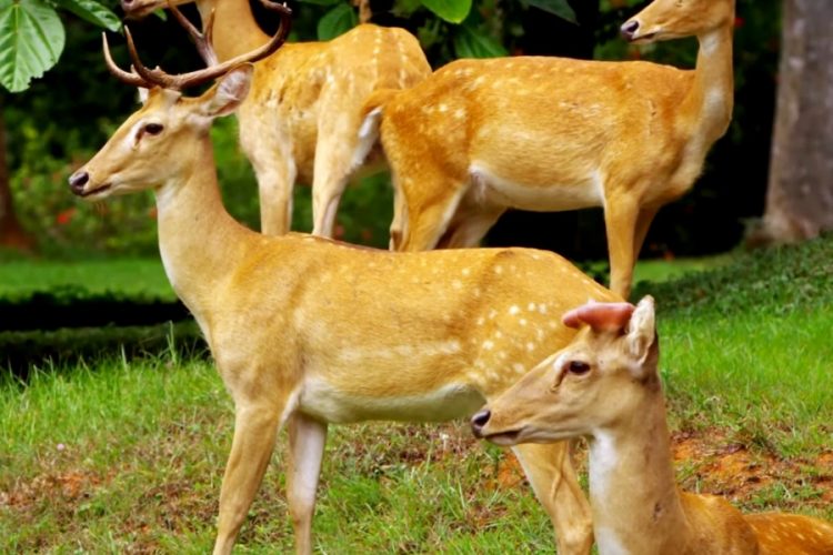 Туристические тропы заселяют дикие животные