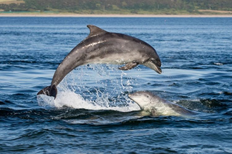 У побережья Центрального Вьетнама появились дельфины