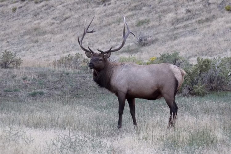 Йеллоустоун рассказал, когда откроется для туристов