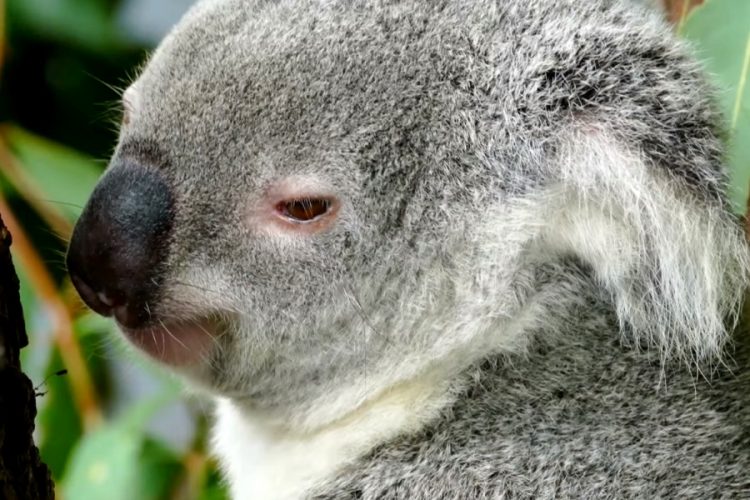 В Австралии коал, пострадавших при пожарах, выпускают на свободу