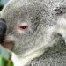 В Австралии коал, пострадавших при пожарах, выпускают на свободу
