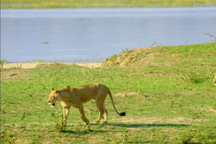 Африка переживает серьезный кризис из-за закрытых границ. Страдает не только туризм