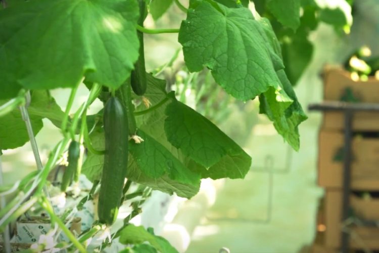 Поставщики овощей и фруктов в отели Турции даже не собирают урожай