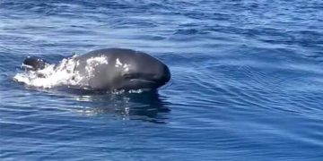 В северной части Эгейского моря впервые за 25 лет обнаружили черных дельфинов