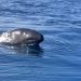 В северной части Эгейского моря впервые за 25 лет обнаружили черных дельфинов