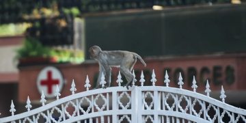 новость 29-05-2020 В Индии образцы крови COVID пациентов похитили обезьяны