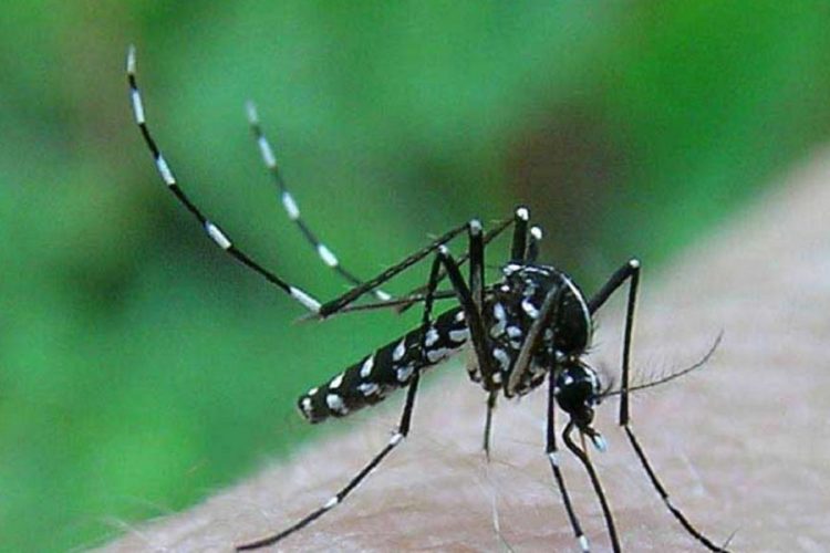 новость 27-05-2020 Коста-Бланка начала войну против ядовитых тигровых комаров