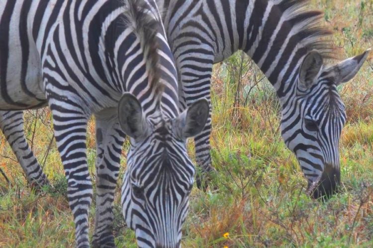 Кения запускает виртуальные сафари