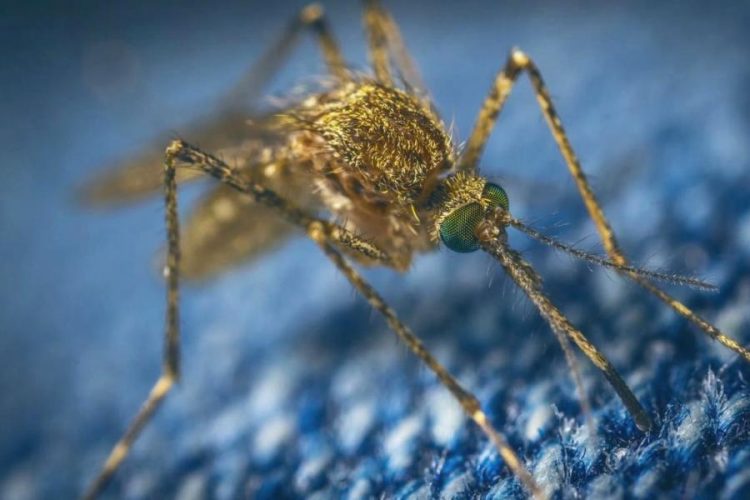 На Ибице начали активно размножаться тигровые комары