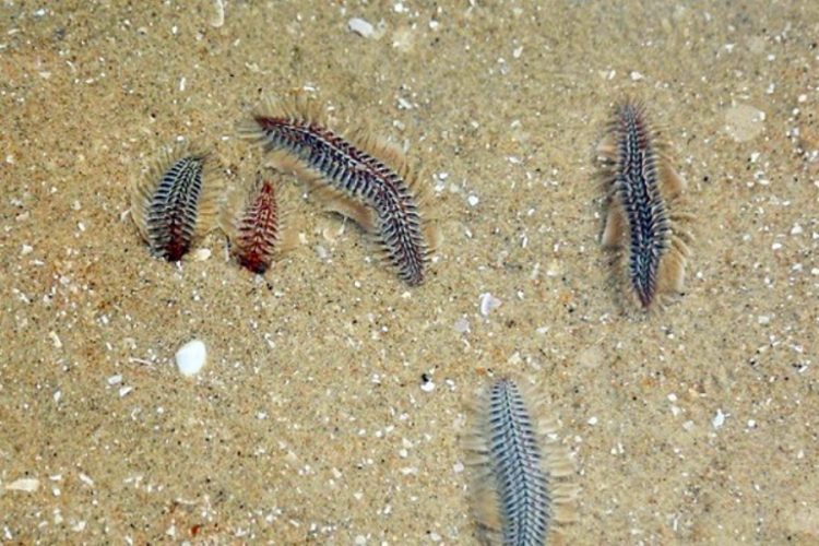 Пляжи Вунгтау (Вьетнам) страдают от нашествия червей