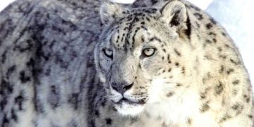 Снежный барс, которого поймали в Гималаях, проведет остаток жизни в зоопарке
