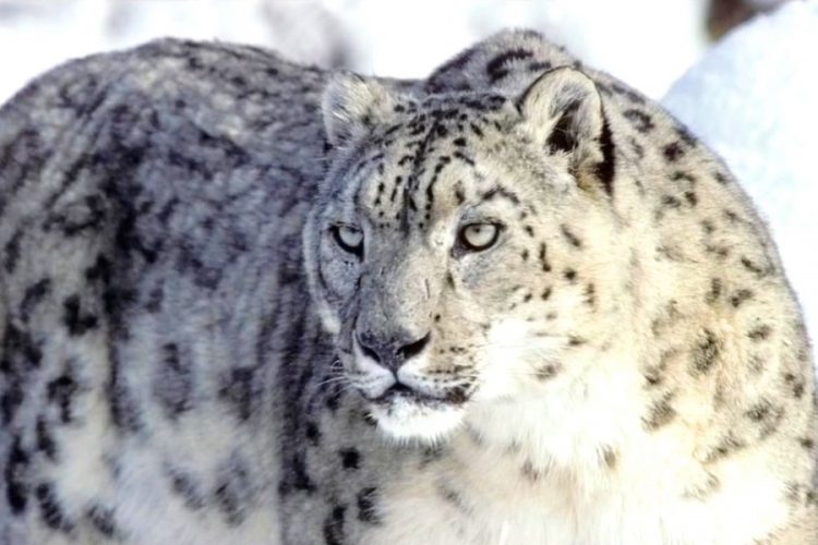 Снежный барс, которого поймали в Гималаях, проведет остаток жизни в зоопарке
