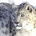 Снежный барс, которого поймали в Гималаях, проведет остаток жизни в зоопарке