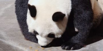 Канадский зоопарк отправляет своих панд в Китай из-за проблем с поставками еды