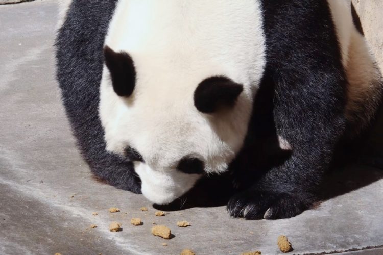 Канадский зоопарк отправляет своих панд в Китай из-за проблем с поставками еды