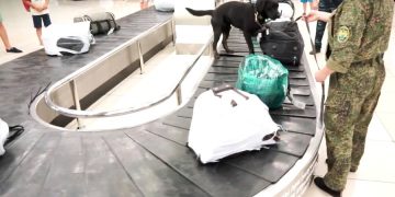 Собаки не находят взрывчатку у пассажиров в аэропортах