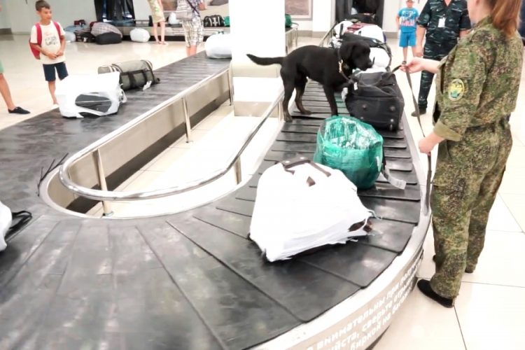 Собаки не находят взрывчатку у пассажиров в аэропортах